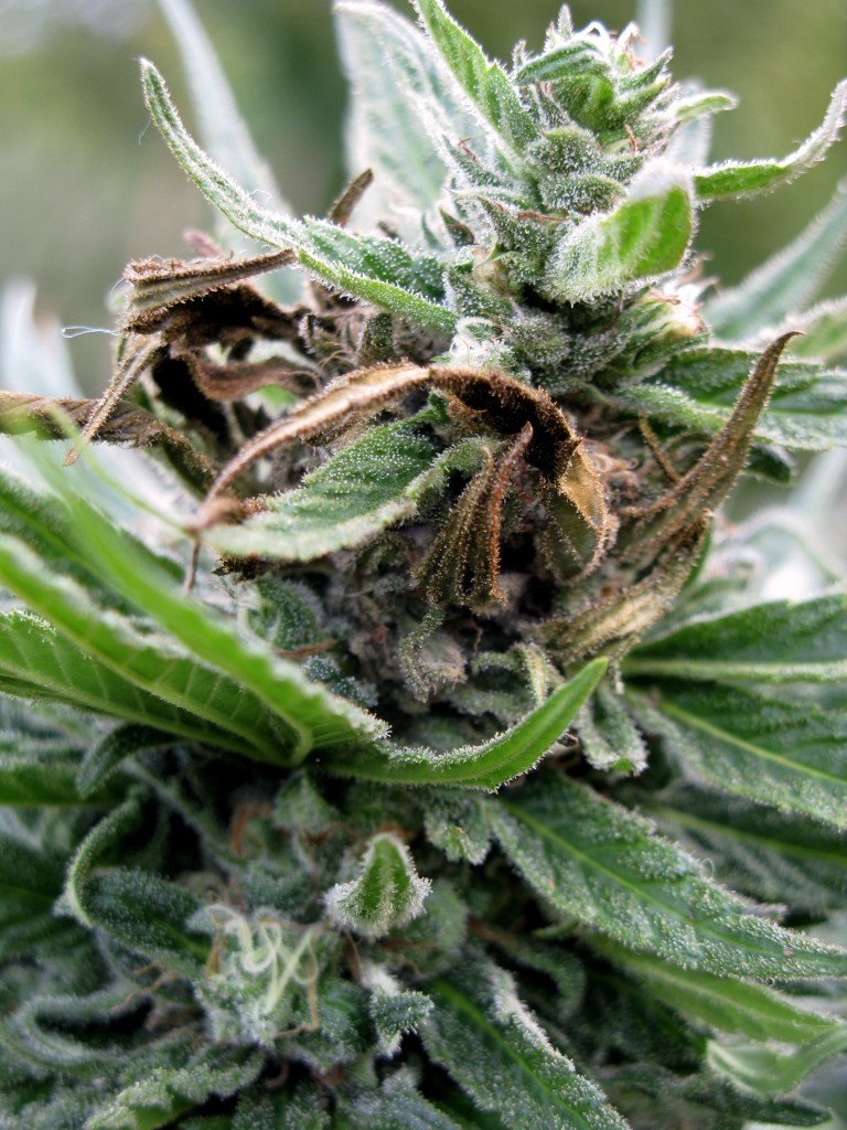 Moldy marijuana bud.